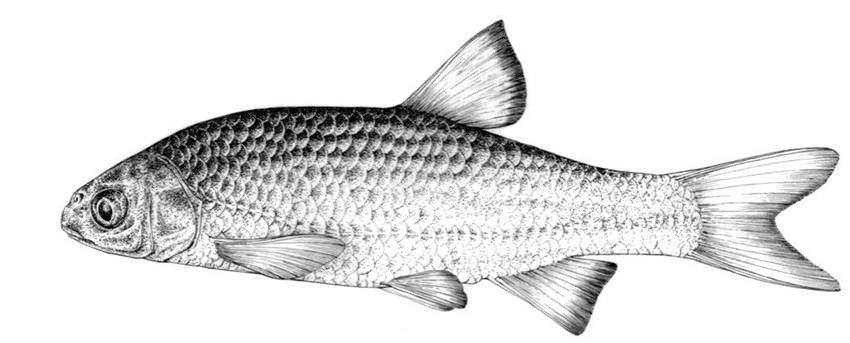 Achondrostoma (Chondrostoma) arcasii_01.jpg